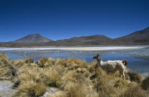 Domestic llama in landscape with flamingoes on lake beyond.Lama glama