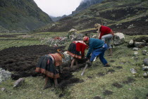 Cancha Cancha.  Quechua Indian men and women using traditional method to plough field by hand. Cuzco