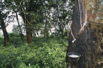 Rubber tap on tree in plantation.