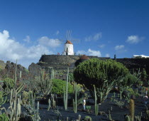 Guatiza.  Visitors in cactus garden growing in black volcanic soil overlooked by windmill