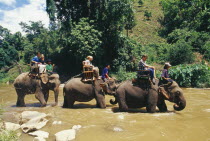 Western tourists riding elephants in the Mae Taeng River