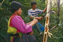 Doi Lan. Lisu girl collecting moth larvae from bamboo her father has chopped open