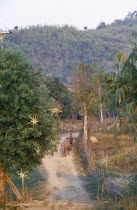 Two boys with a water buffalo on the path leading to an Akha and Lahu village
