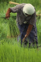 Woman pulling rice seedlings for transplanting