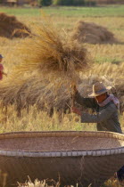 Man threshing harvested rice in a large bamboo basket