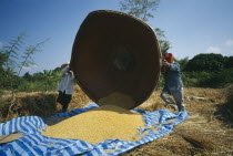 Men tipping large bamboo basket full of harvested and threshed rice