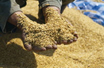 Hands full of harvested newly threshed rice