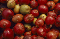 Close up of picked coffee fruitRubiaceae