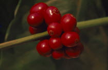 Close up of coffee fruit cluster on plantRubiaceae