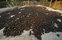 Coffee seeds spread out to dry in the sunRubiaceae