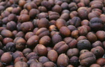 Drying coffee seedsRubiaceae