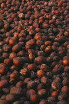 Drying coffee seedsRubiaceae