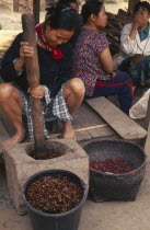 Woman grinding coffee seeds to remove chaffRubiaceae