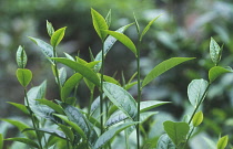 Close up of tea on a plantationTheaceae plants