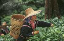 Lahu woman picking tea on a plantation