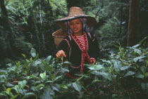 Lahu woman picking tea on a plantation