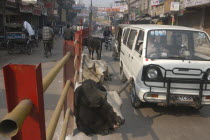 Godaulia. Cows resting in the road blocking passing traffic