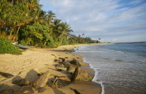 View along sandy beach with overhanging palms and rocks in the foreground