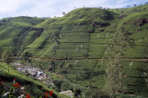 View over plantation on Labookellie Tea Estate