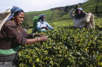Female tea pickers working on Labookellie Tea Estate