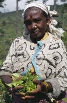 Portrait of female tea picker holding a handful of tea leaves among plantation