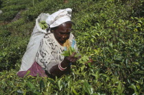 Female tea picker working among plantation