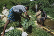 People washing bunches of spring onions in a stream
