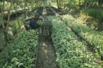 Reforestation project.  Refugee working in a plant nursery.Refugees from the Congo and Rwanda fleeing conflict in Burundi Zaire