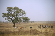 Tribal women carrying goods on their head with cattle walking by in the opposite direction.