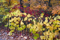Autumn vines growing along wrought iron fence above the Shadow Falls area.