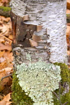Peeling bark and green moss on a white birch tree.