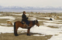 Kazakh herder on horseback with flock of sheep grazing amongst patches of snow.