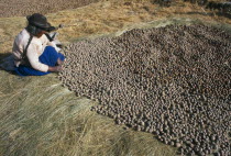 Isla del Sol.  Indian woman laying out potatoes to freeze dry in cold winter sun.