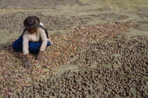 Isla del Sol.  Indian woman laying out potatoes to freeze dry in cold winter sun.