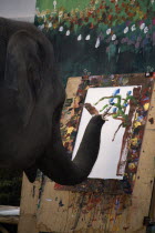 An elephant from Maesa Elephant Camp painting a picture of orchidsAsian Prathet Thai Raja Anachakra Thai Siam Southeast Asia Siamese