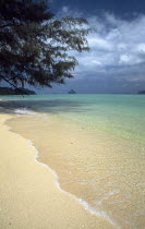 Koh Rok shoreline with gentle waves below overhanging casuaruna trees