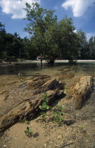 Klong Dao beach young mangroves growing in the shallow water amongst rocks with a mangrove tree in the distanceAsian Beaches Prathet Thai Raja Anachakra Thai Resort Sand Sandy Seaside Shore Siam Sout...