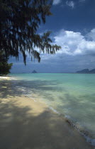 Deserted casuarina tree lined beach