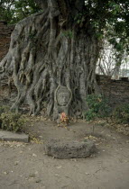 Buddha head embedded in Ancient tree.