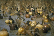 Fishing Festival.  Climax of festival when thousands of giwan ruwa fish confined in stretch of the Sokoto River are caught with hand held nets and calabashes.