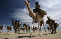 Touareg camel caravan.