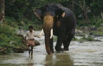 Mahout leading elephant by the tusk along river.