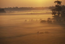 Farmer with cows in early morning mist at sunrise.