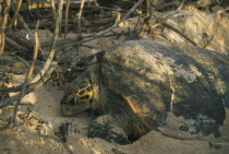 Hawksbill Turtle laying eggs.