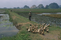 Farmer herding ducks along a path through rice paddies south of hanoi