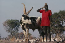 Dinka man with piebald Song Bull tethered beside him with bell around neck and cattle herd behind.