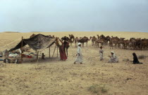 Bedouins setting up camp with camel herd in the background