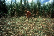 Sugar cane harvest with single man amongst the fallen canes