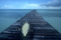 Caiman skin drying in the sun on an old wooden jetty  stretching out into clear light blue water