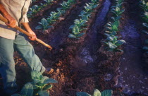 Male tobacco worker working with hoe during irrigation of field of young tobacco plants